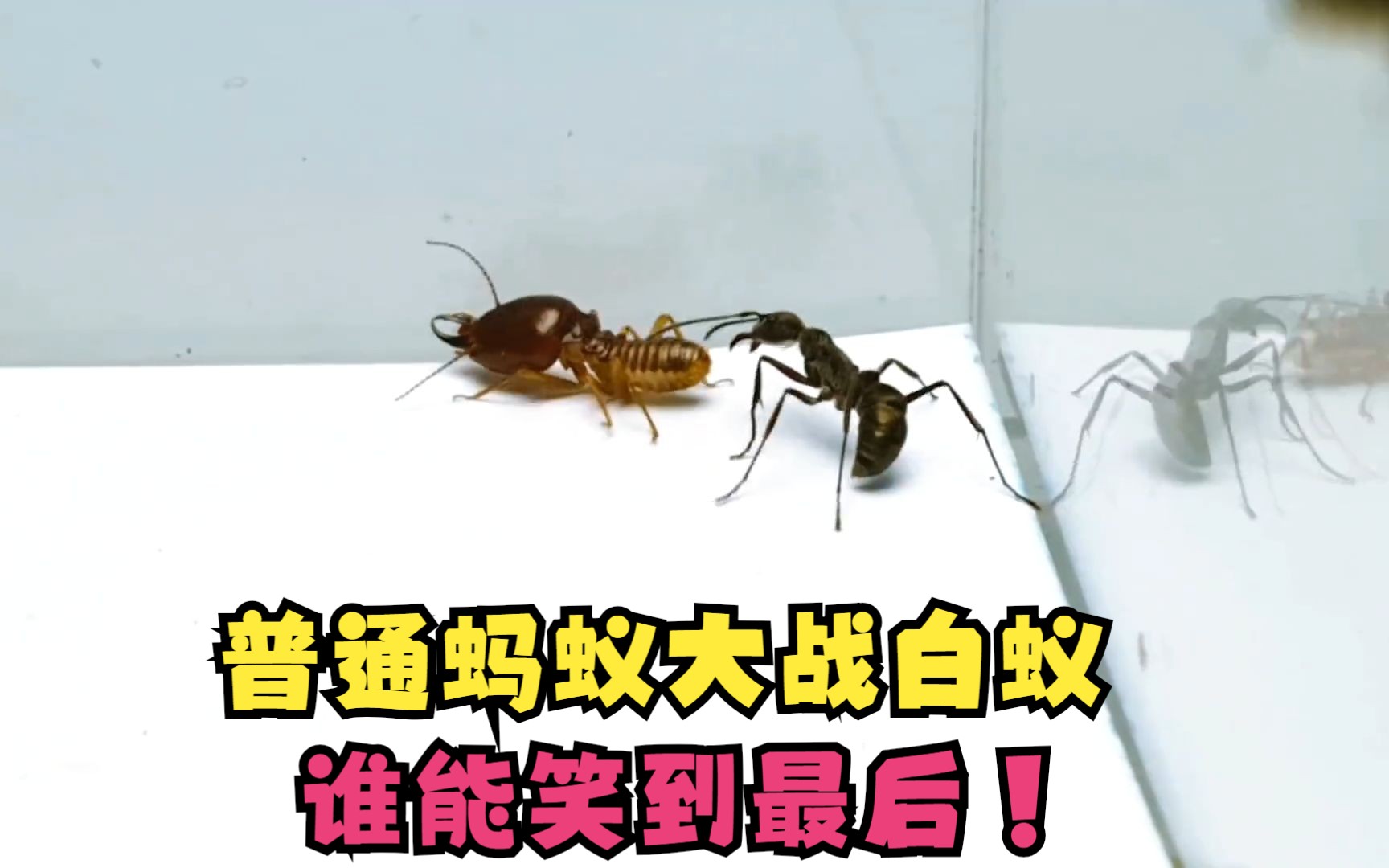 关于实力强队大战在即，谁能笑到最后？的信息
