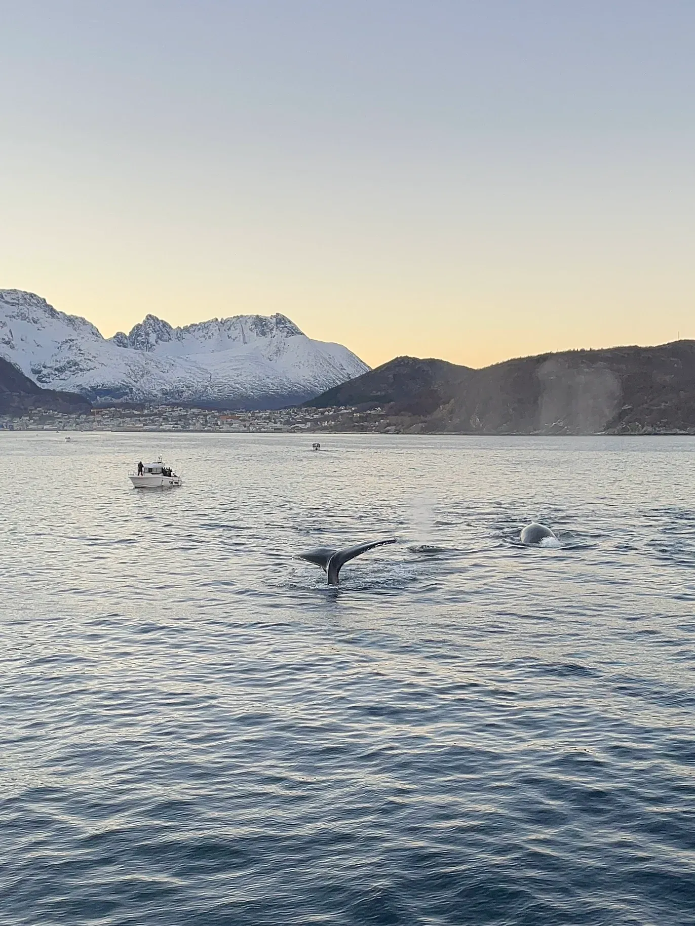 开云体育官方网站-挪威代表团士气高昂，大放异彩