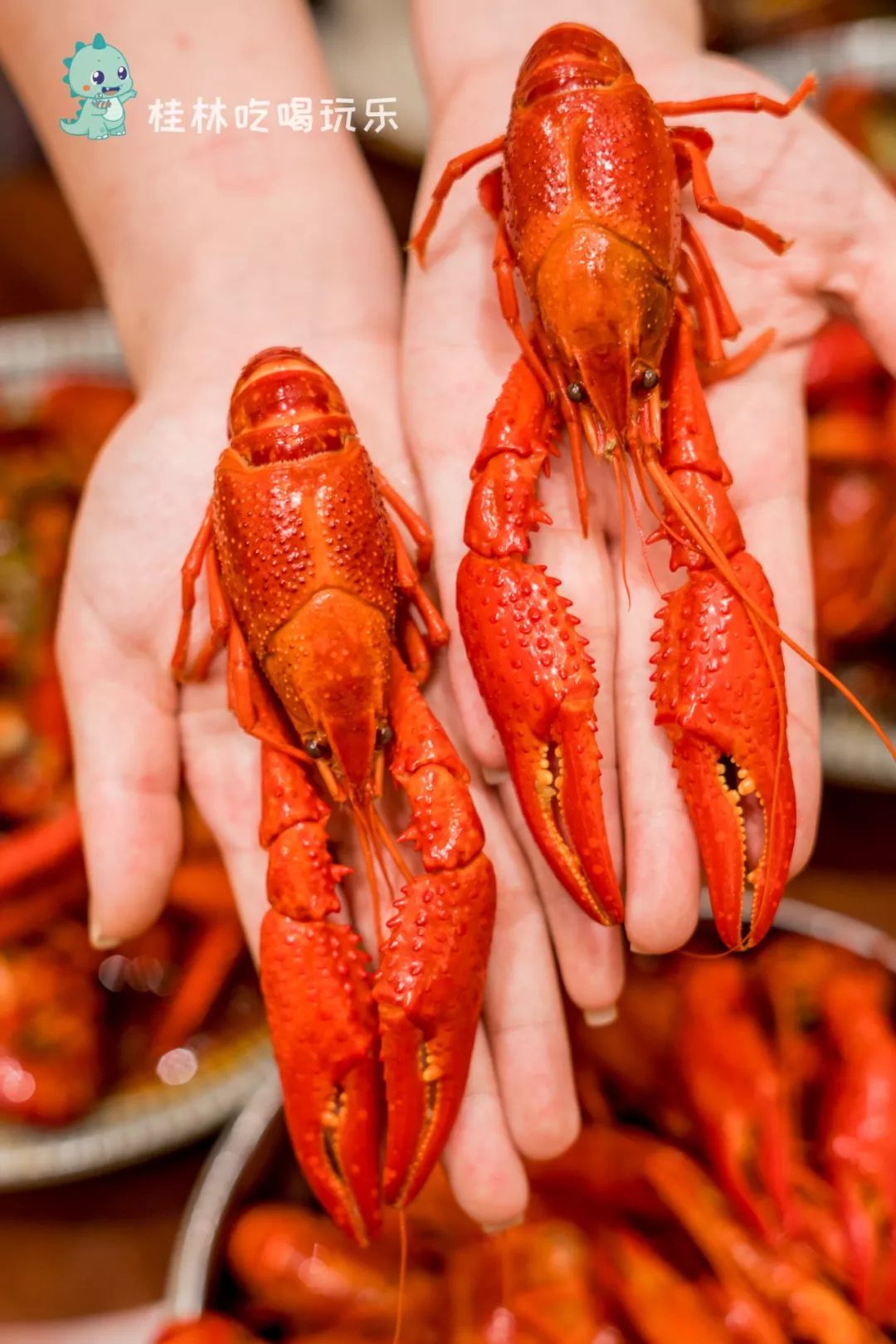 山西虹队挑战辽宁虾队，壮志跨鹤